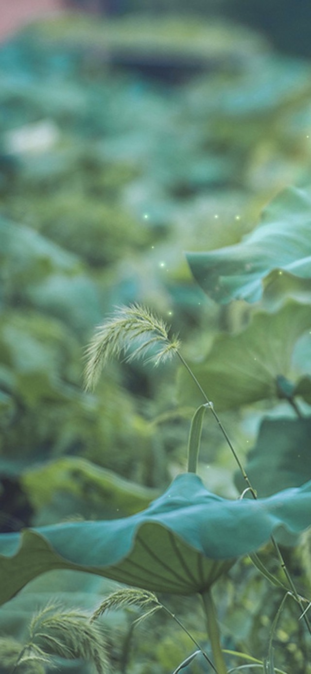 唯美护眼荷花池