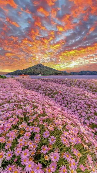 火烧云雏菊花海