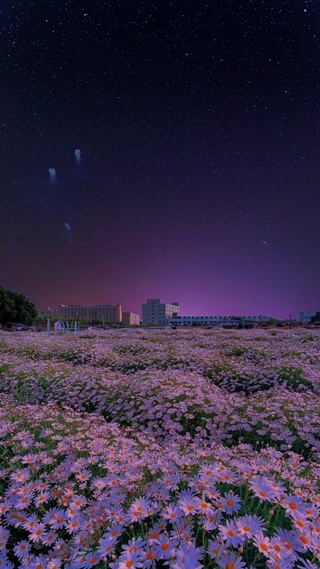 烟花 小雏菊