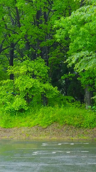 夏雨