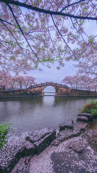 樱花飘落