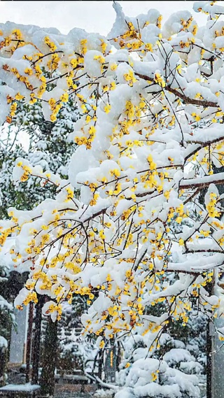 冬日雪景