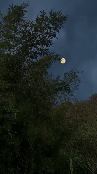 治愈竹林月光