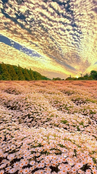 晚霞雏菊花海