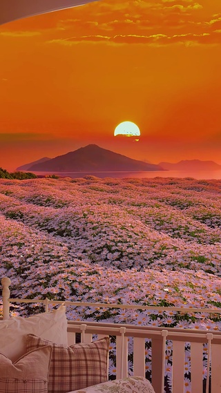 唯美晚霞雏菊花海