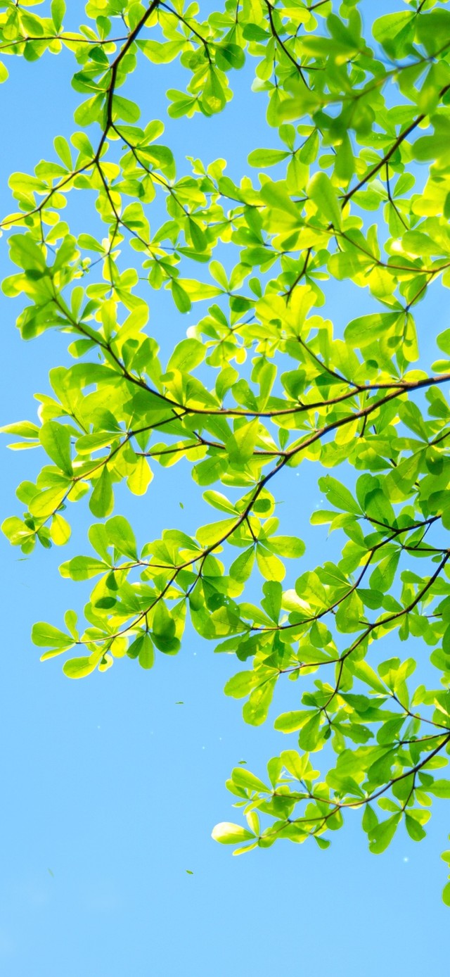 4K盛夏清新绿叶