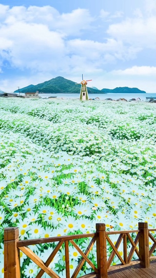 清新小雏菊花海