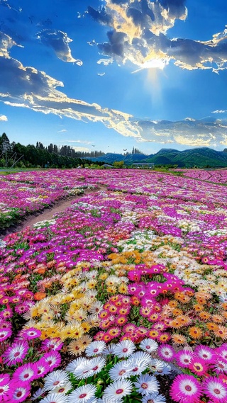 唯美花海