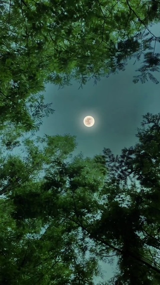 森林月光