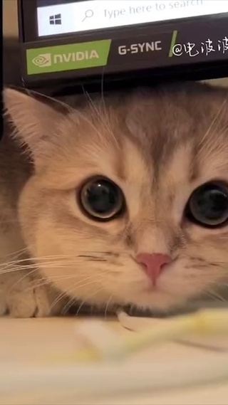猫咪