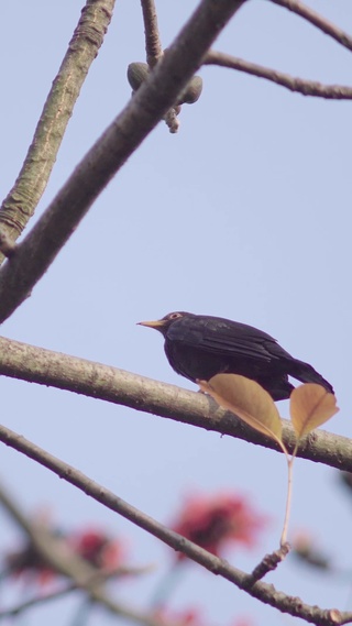 欢乐可爱的小鸟