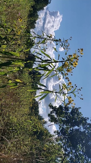 自然绿色风景