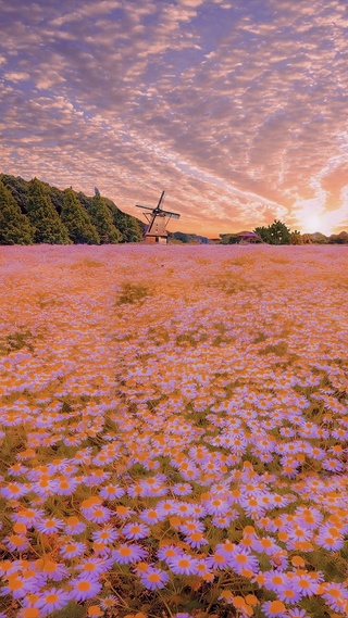 唯美花海