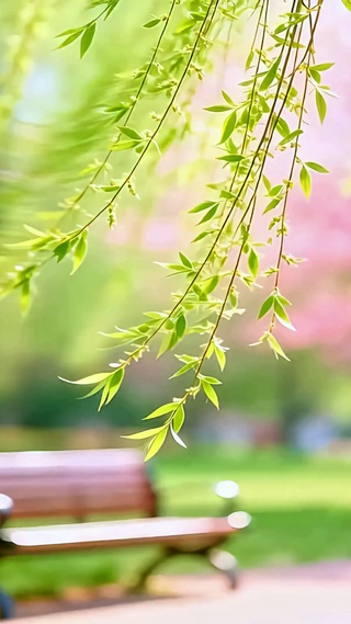 微风拂绿柳4K