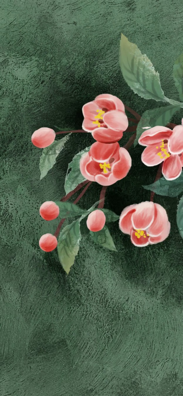 海棠花开（护眼）