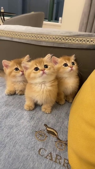 三只可爱小奶猫