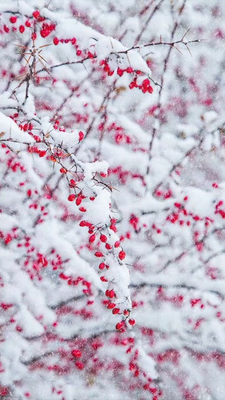踏雪寻梅