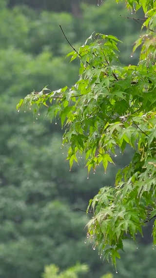 雨中绿树叶