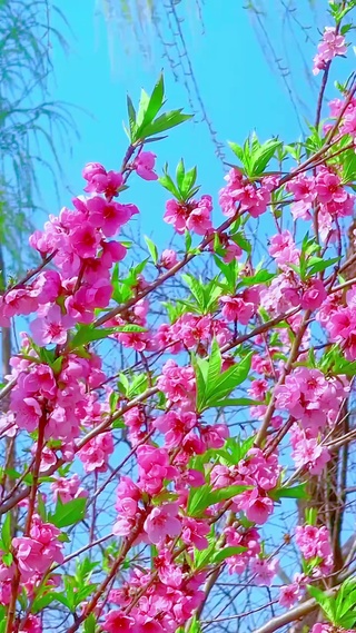 桃之夭夭，灼灼其华