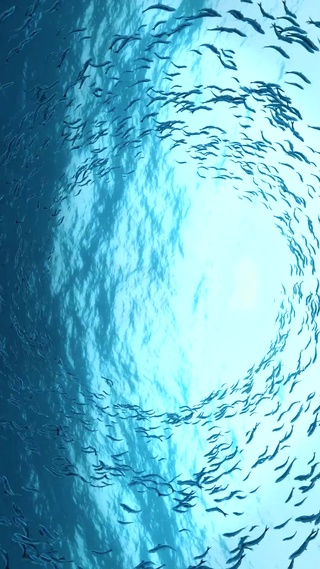 清凉海洋鱼群旋窝