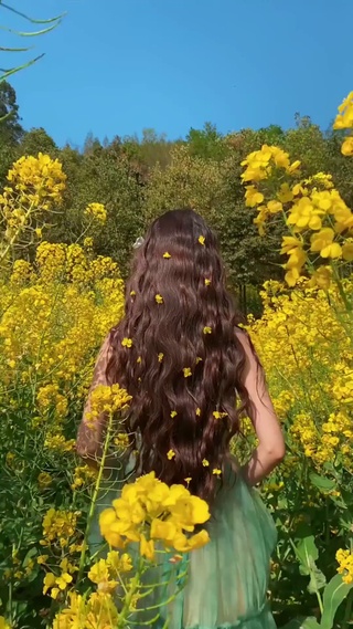 油菜花田