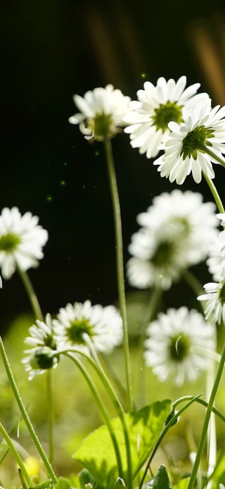 清新护眼小雏菊 