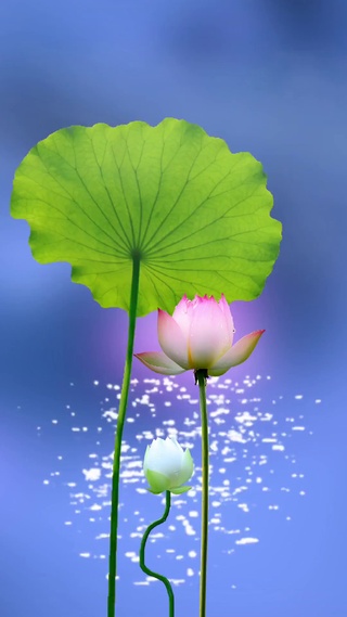 荷花2