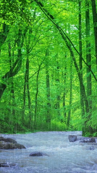 森林氧吧，溪水细流