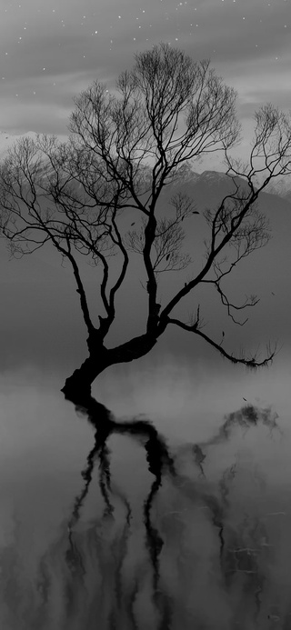 枯藤老树（真实时间）