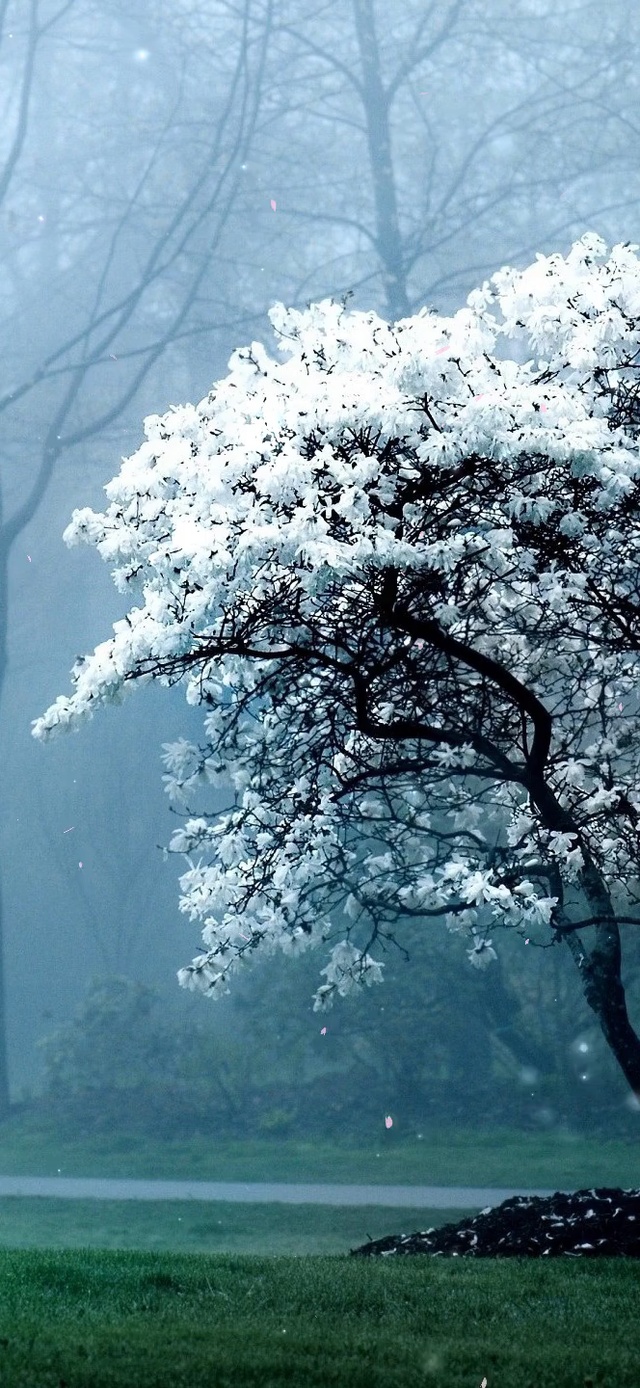 唯美治愈樱花树（带真实时间）