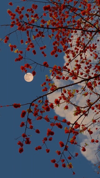 月亮对你说我爱你