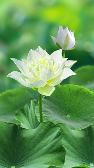 荷花