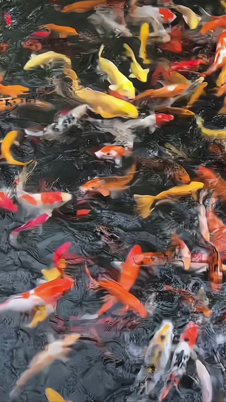 如鱼得水