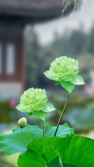 好运连连