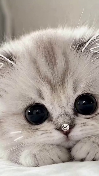 软萌治愈可爱小奶猫