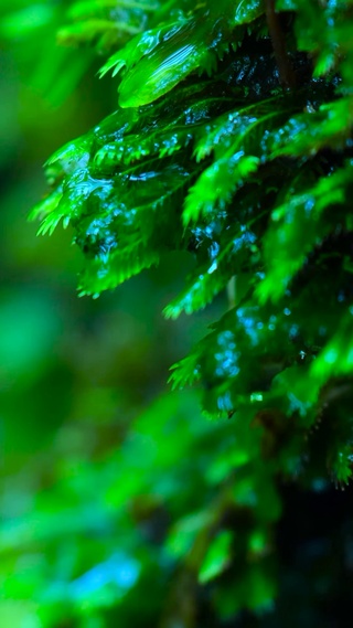 清新绿草水滴