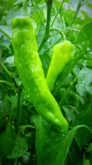 小雨知时节