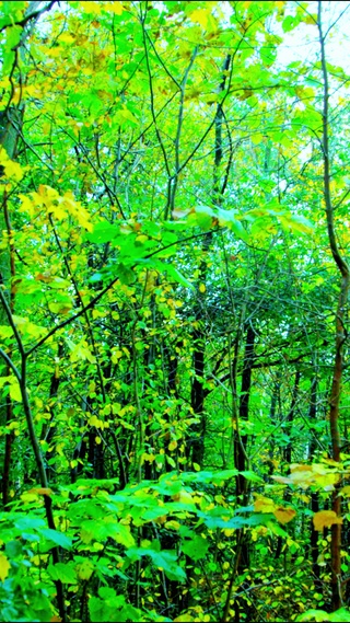 4K护眼森林氧吧