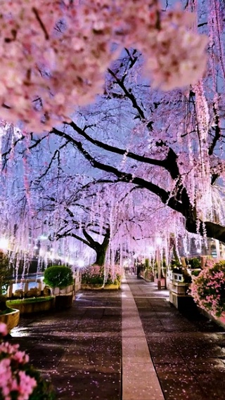 夜樱