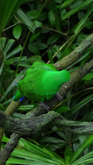 绿鹦鹉