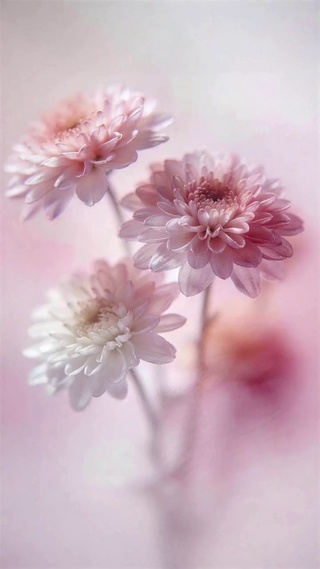 银子‖大丽花动态壁纸