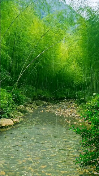 雨中竹林