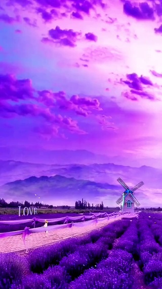 爆款紫色浪漫花海