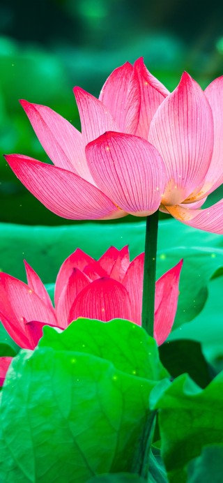 夏季荷花