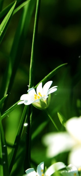 绿竹护眼小野花