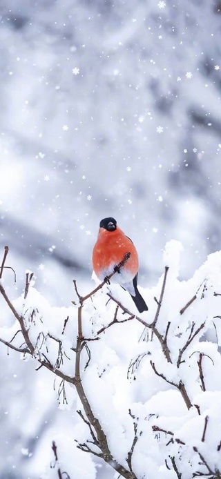 雪中红雀