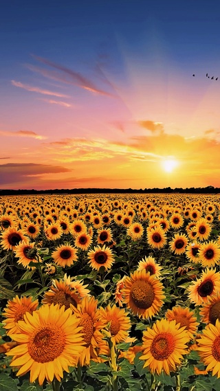 晚霞向日葵花海