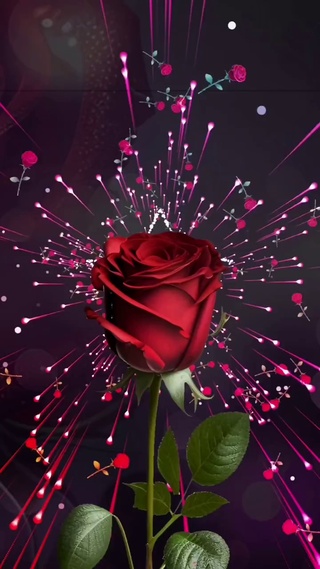 爱情玫瑰🌹