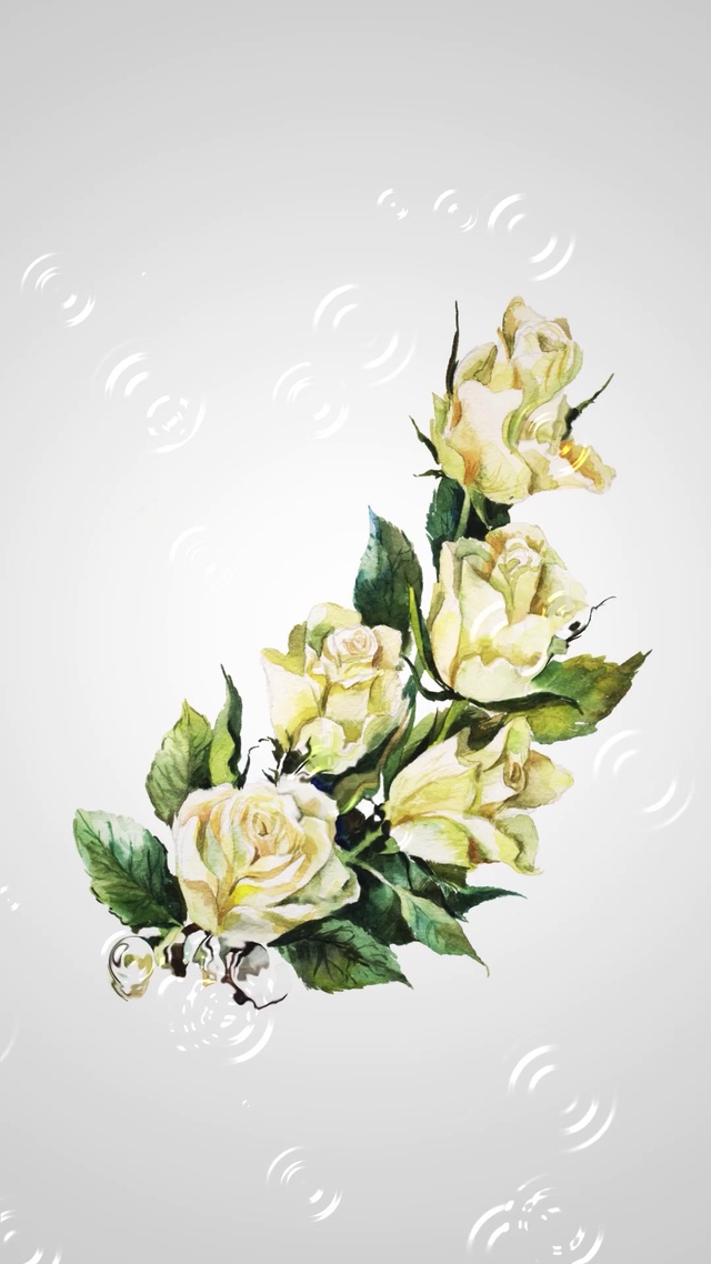 4K 超清 唯美 水中玫瑰花