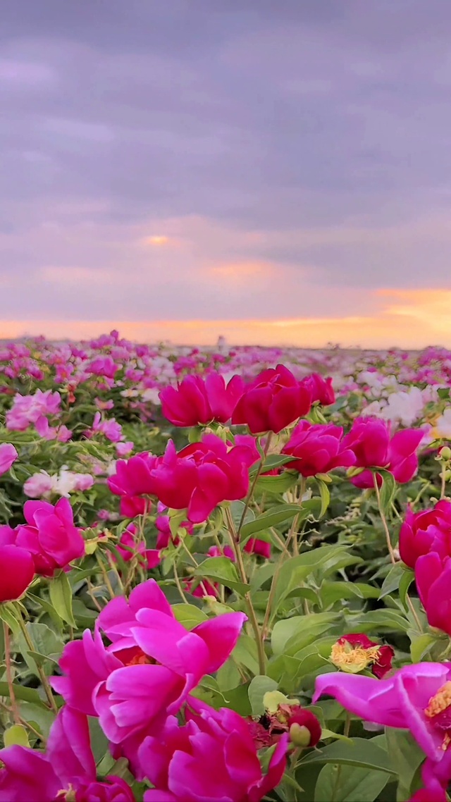 晚霞花海